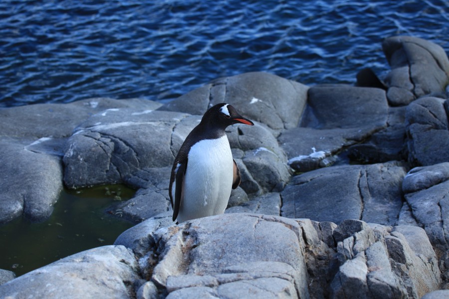 Gentoo Penguin at Jougla Point, Antarctica (6063636370) (2)
