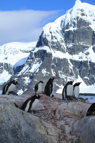 Gentoo Penguins with chicks at Jougla Point, Antarctica (6063652320)