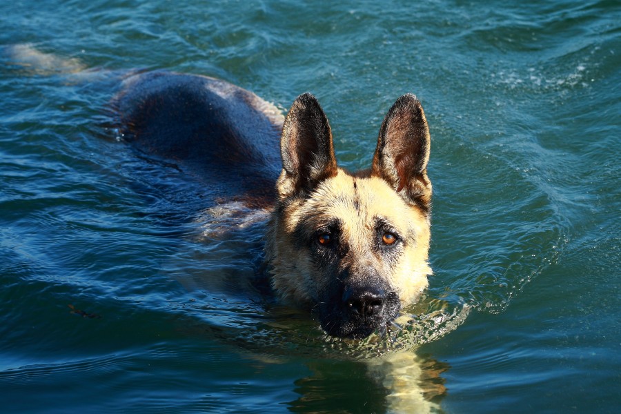 German Shepherd Dog swimming