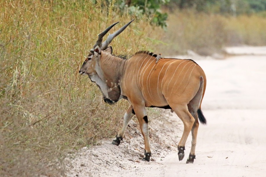 Giant eland (Taurotragus derbianus derbianus) male