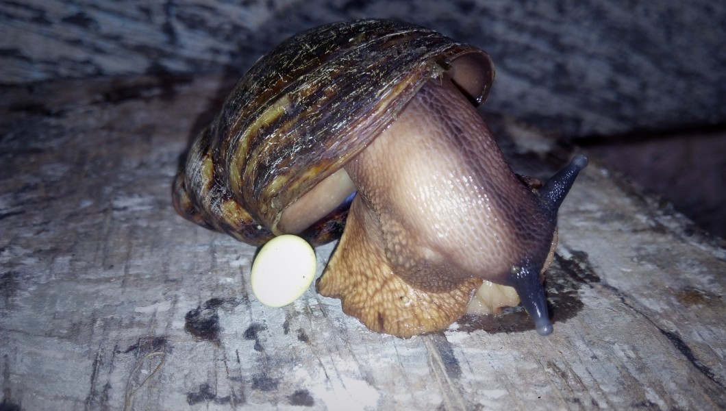 Giant West African Land Snail