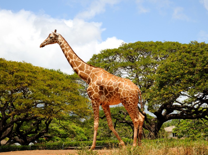 Giraffe! (4565230826)