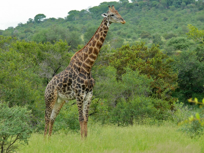 Giraffe (Giraffa camelopardalis) (6045315904)