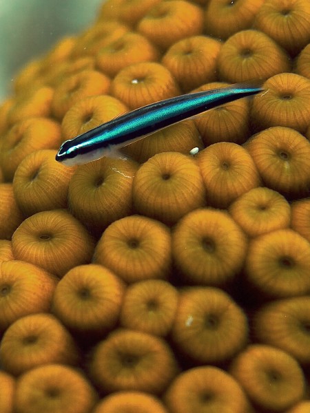 Gobiosoma oceanops (Neon Goby) on a hard coral