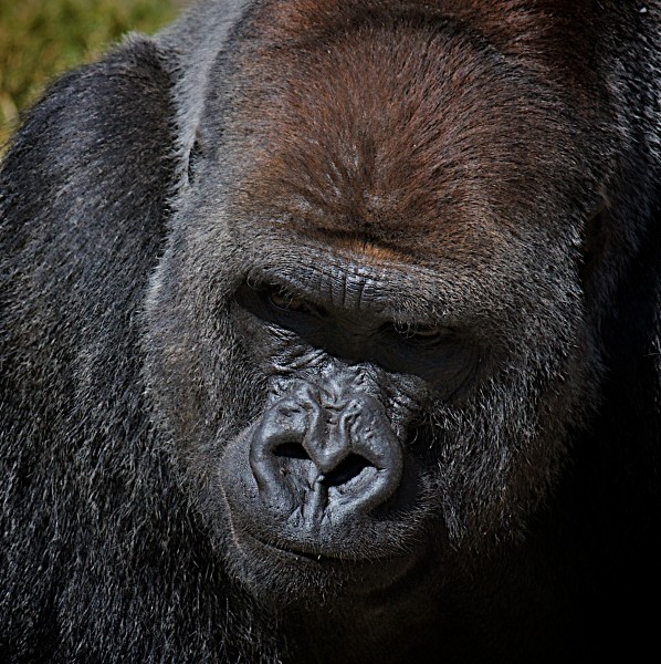 Gorilla Facial Expression Los Angeles Zoo (1)