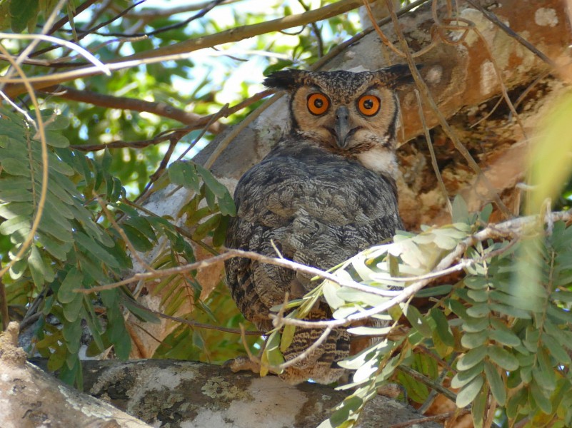 Great Horned Owl (Bubo virginianus) (28119936012)