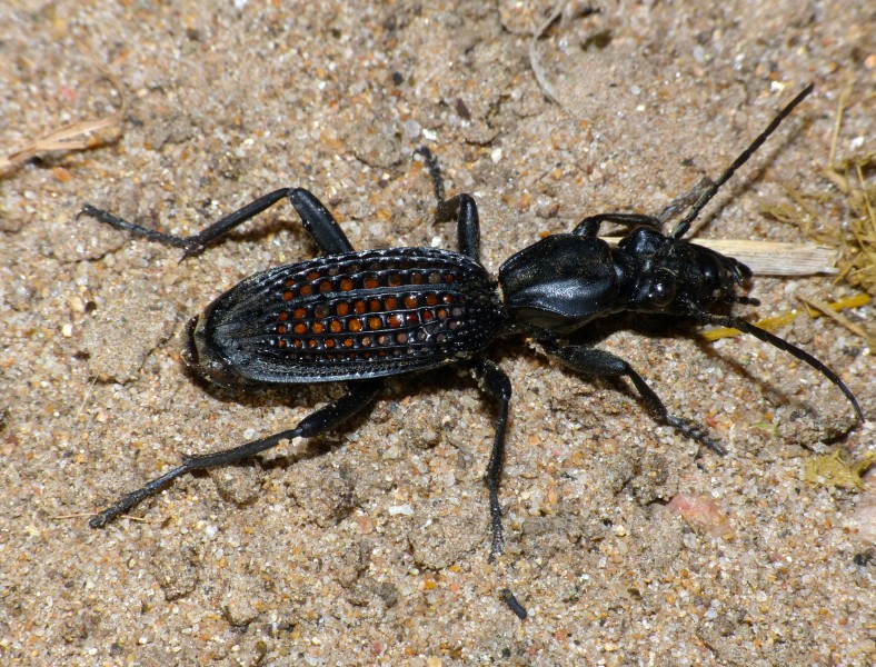 Ground Beetle (Cypholoba alveolata) (12033544904)