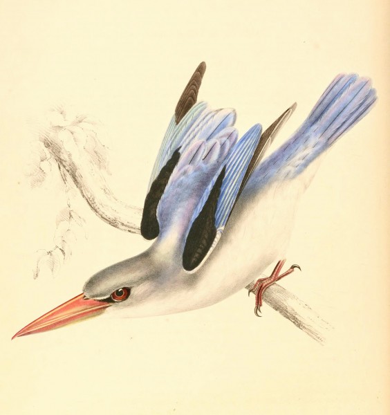 Halcyon senegaloides 1838
