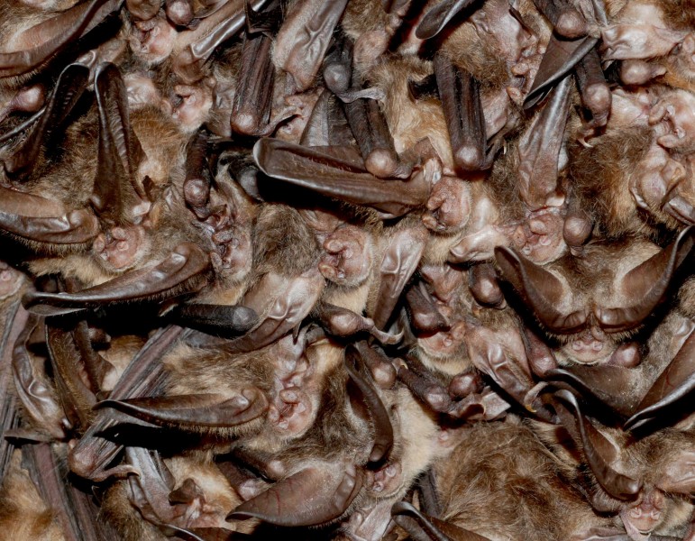 Healthy Virginia big-eared bats (4388384612)