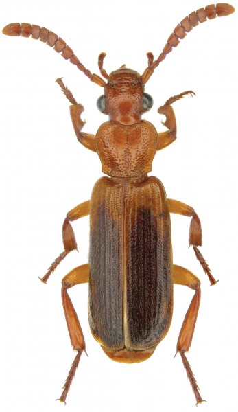 Helluomorphoides praeustus bicolor (Harris) - ZooKeys-245-001-g042