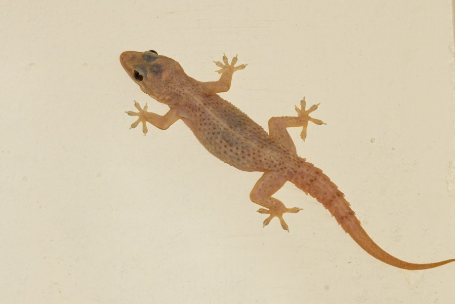 Hemidactylus frenatus 9701