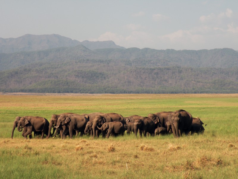 Herd of elephants in Dhikala chaur AJTJ DSCN8222