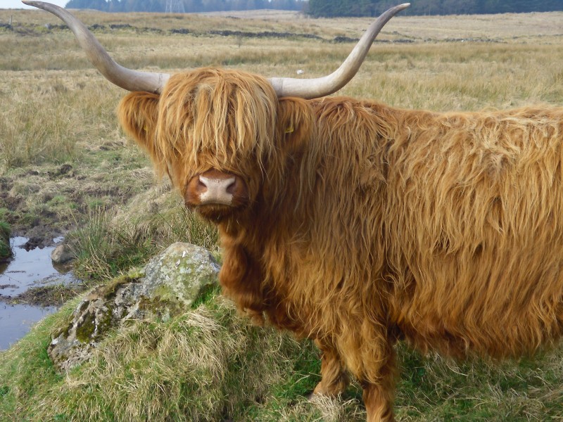 Highland Cattle, Gleniffer Braes Country Park, Renfrewshire. (so cute) - panoramio