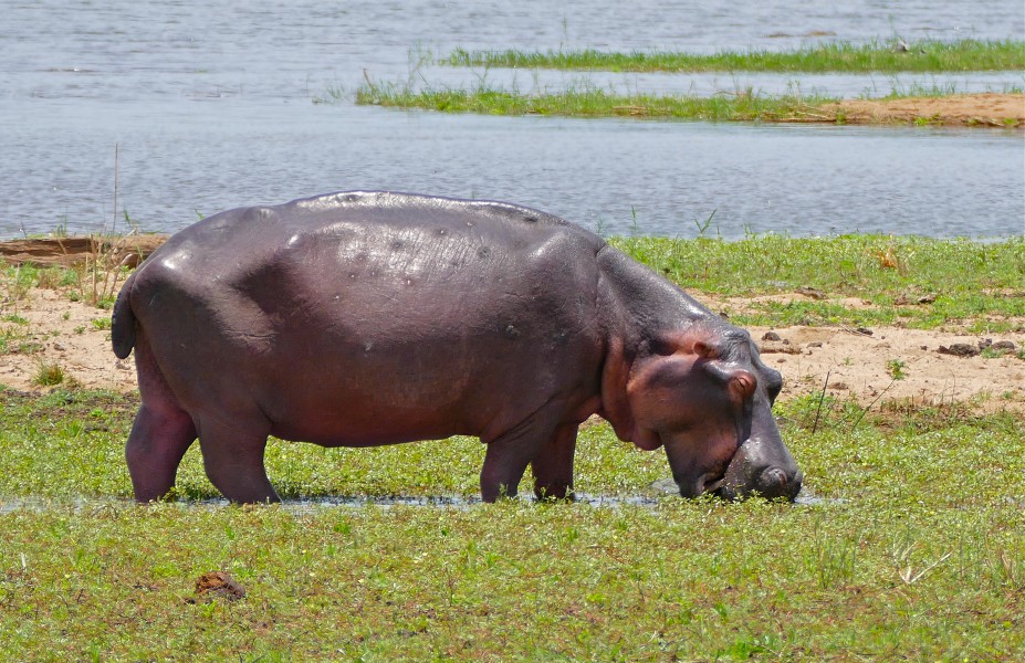 Hippo (Hippopotamus amphibius) emaciated specimen grazing on Sabie riverbank ... (33321050795)