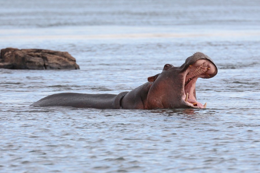 Hippopotamus in the Zambezi 01