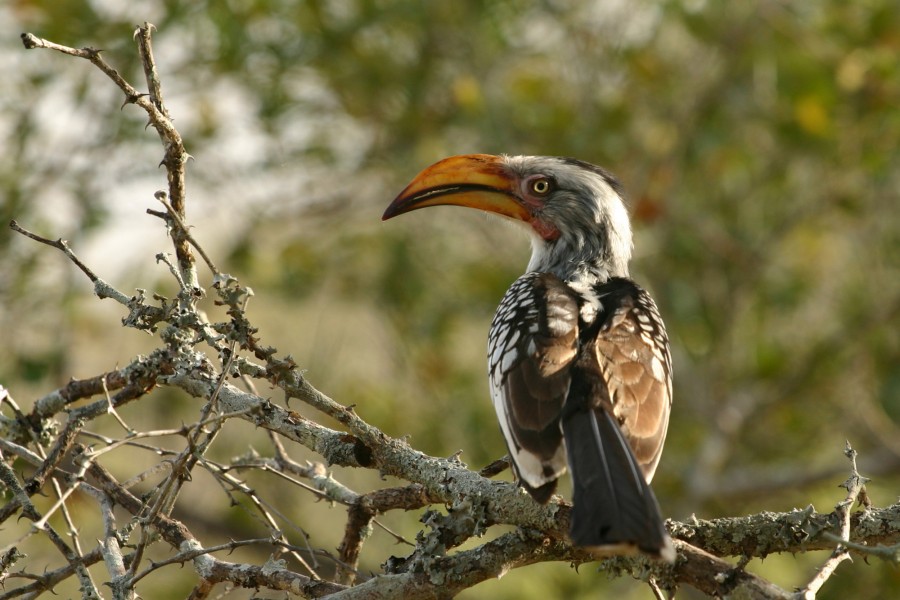 Hornbill Zazu Chitwa South Africa Luca Galuzzi 2004
