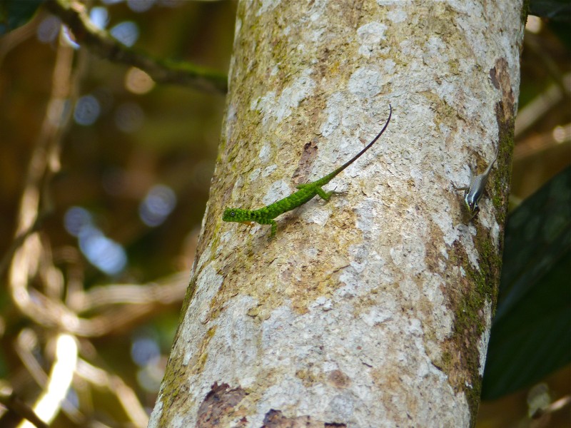 Horned Flying Lizard (Draco cornutus) male and Borneo Tree Skink (Dasia vittata) (15415237729)