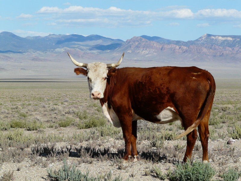 Horned Hereford cow Nevada