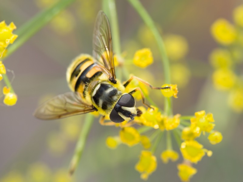 Hoverfly on flower (14659862518)
