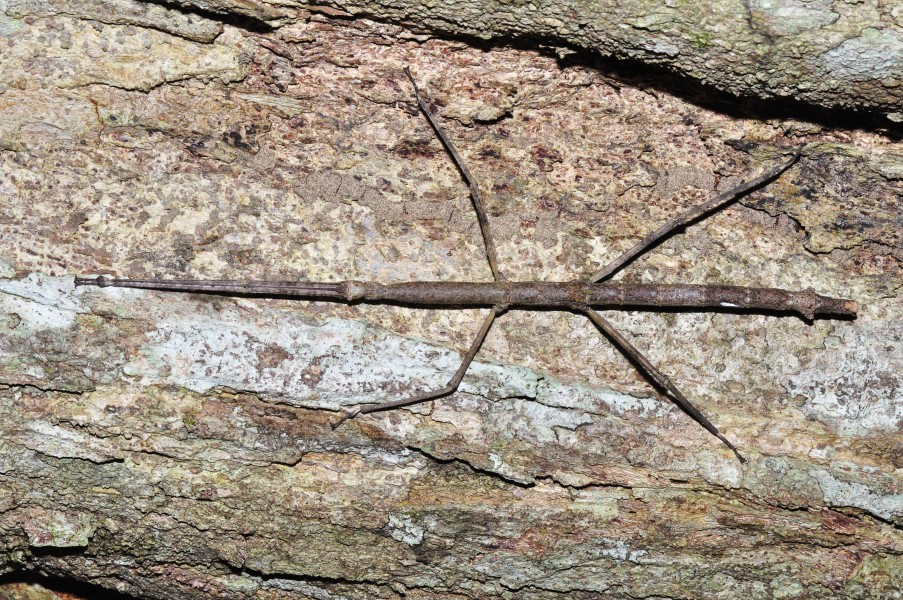 Huge stick insect from Costa-Rica (9648586888)
