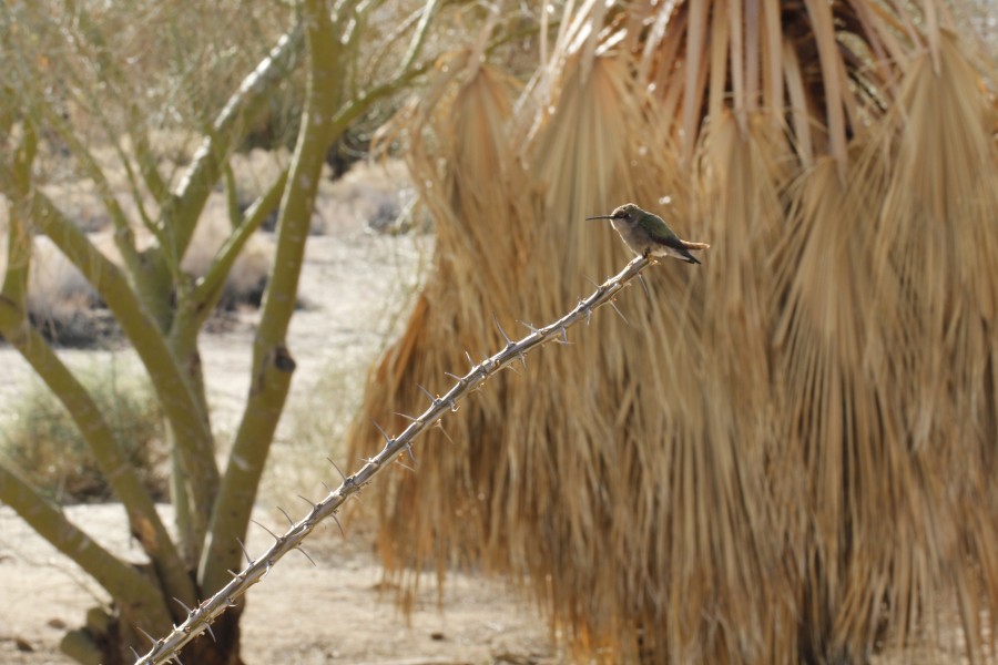 Hummingbird at Oasis of Mara - 12938163583