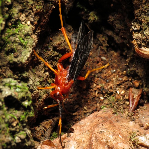 Ichneumon Wasp (14952593835)