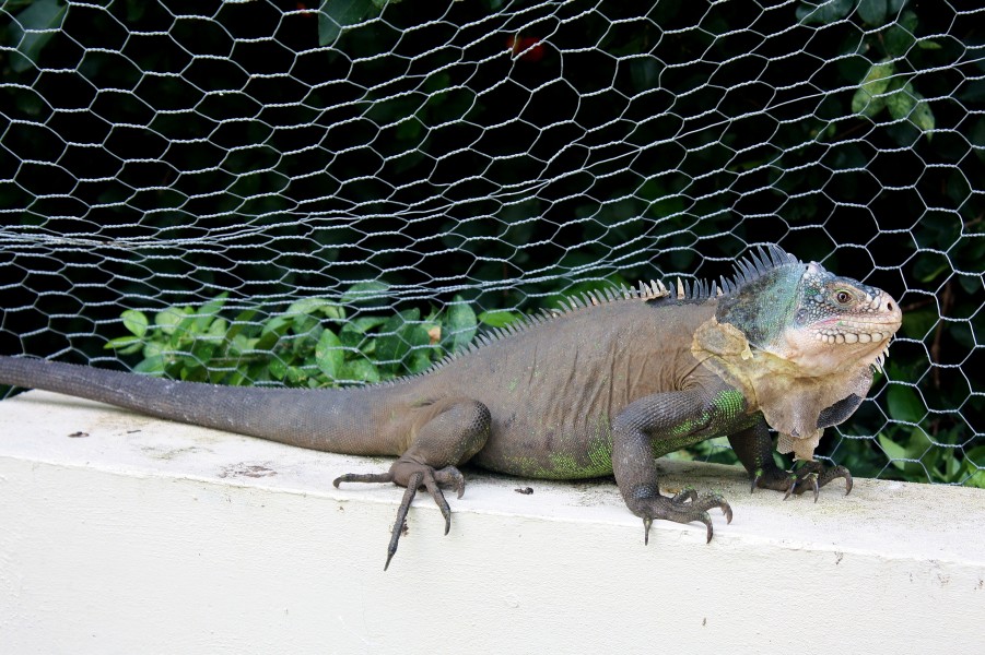 Iguana delicatissima in Coulibistrie n01