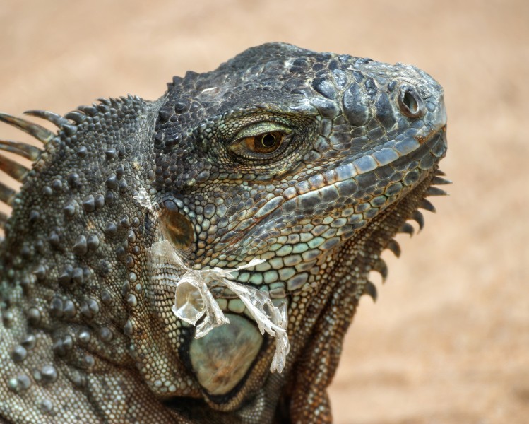 Iguana iguana - Loro Parque 01