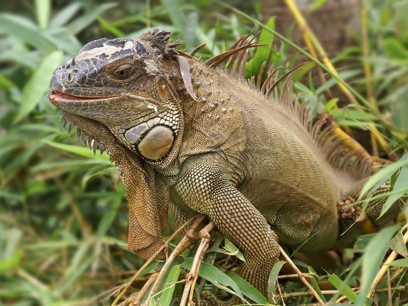 Iguana iguana (male)
