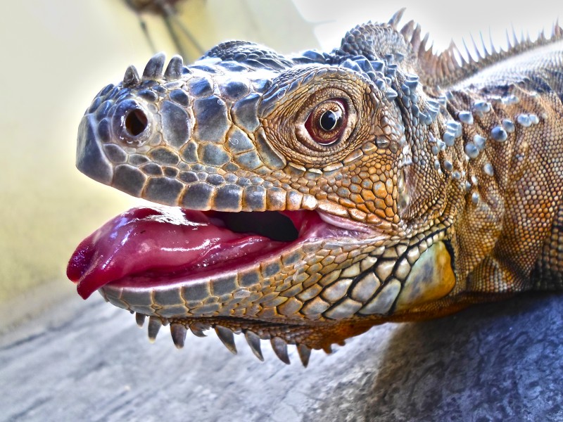 Iguana iguana tongue