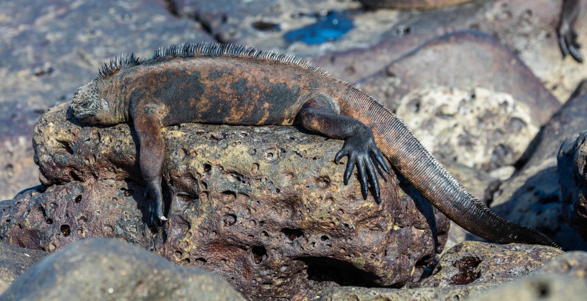 Iguana marina (Amblyrhynchus cristatus), isla Santa Cruz, islas Galápagos, Ecuador, 2015-07-26, DD 46