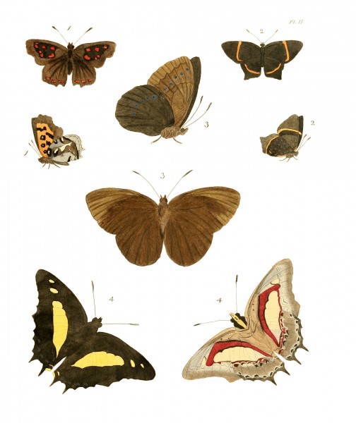Illustrations of Exotic Entomology I 02