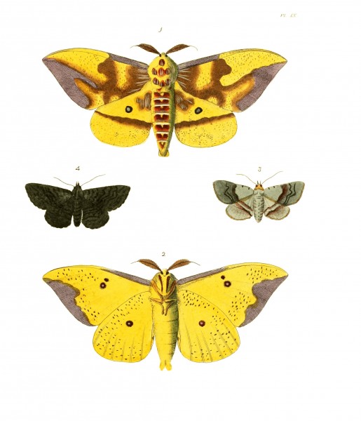 Illustrations of Exotic Entomology I 09