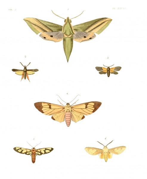 Illustrations of Exotic Entomology II 28