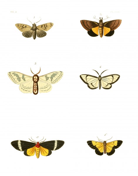 Illustrations of Exotic Entomology III 22