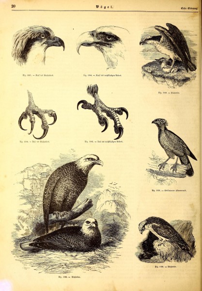 Illustrirte naturgeschichte des thierreichs (9799664285)