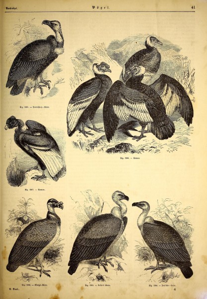 Illustrirte naturgeschichte des thierreichs (9799731496)