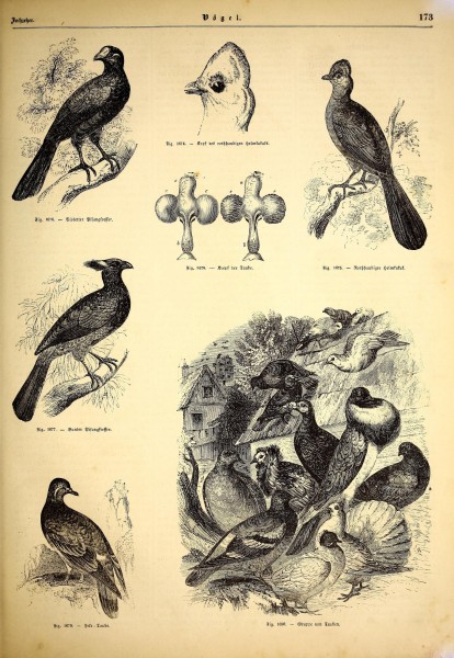 Illustrirte naturgeschichte des thierreichs (9800093035)