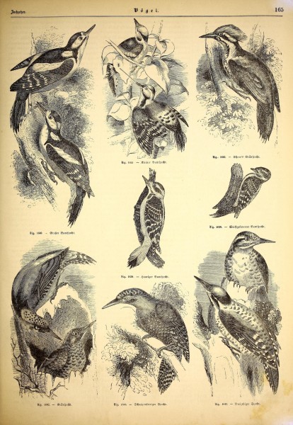 Illustrirte naturgeschichte des thierreichs (9800110016)