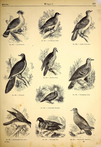 Illustrirte naturgeschichte des thierreichs (9800138526)