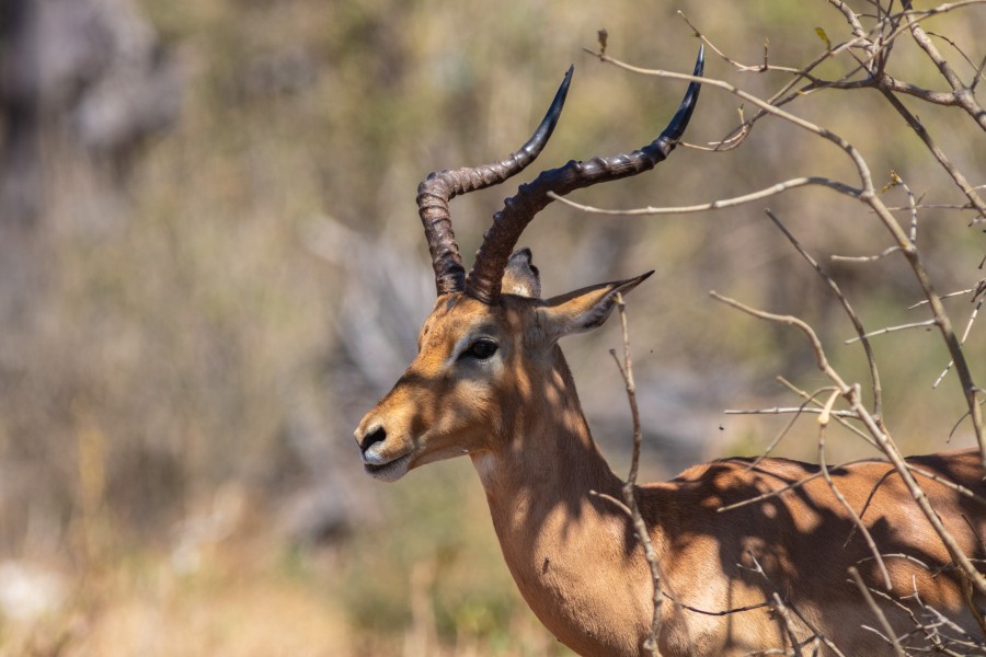 Impala (Aepyceros melampus), parque nacional de Chobe, Botsuana, 2018-07-28, DD 09
