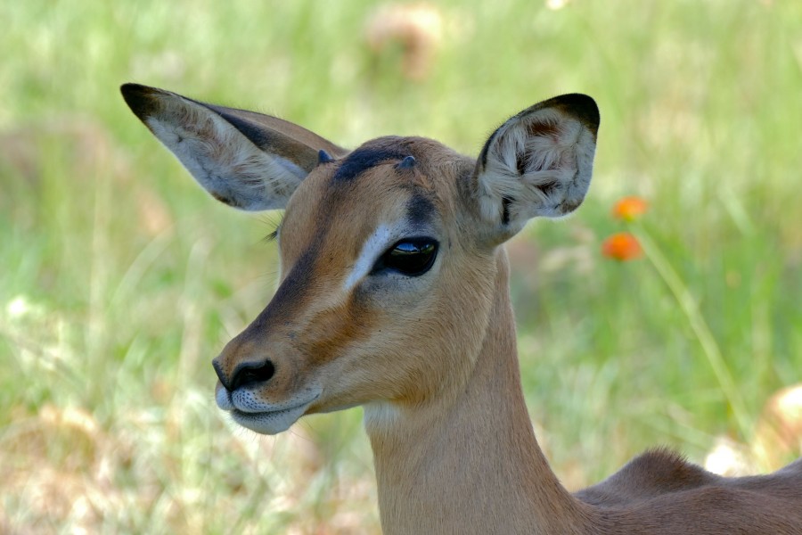Impala (Aepyceros melampus) young male (15820398464)