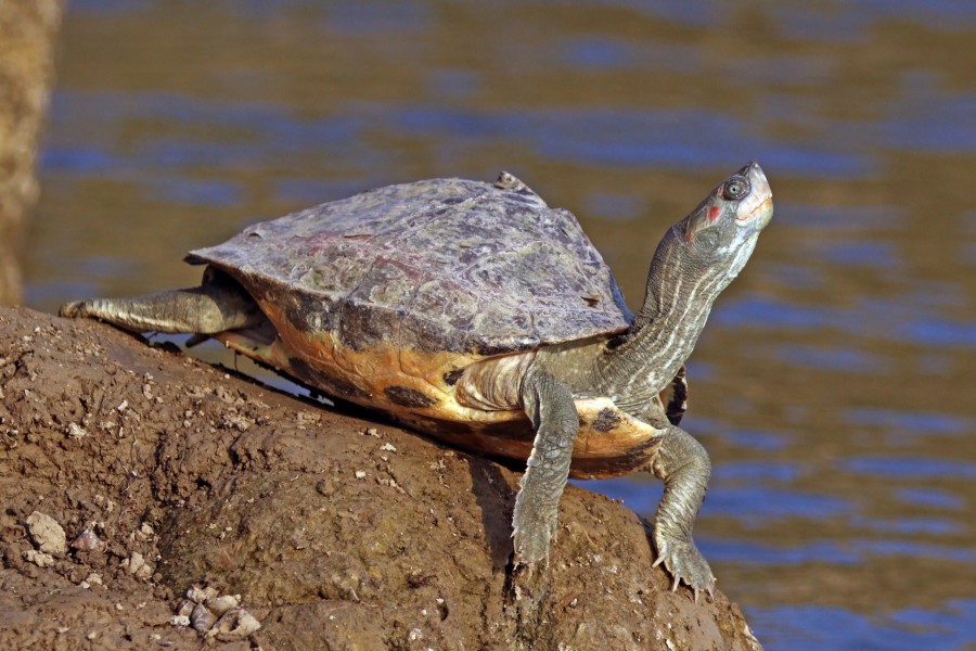 Indian tent turtle (Pangshura tentoria tentoria)