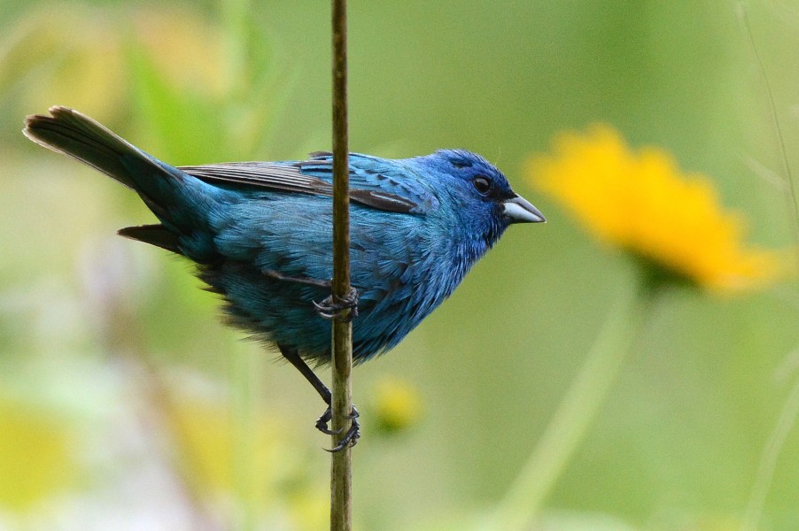 Indigo Bunting at Edger Waterfowl Production Area (20648363093)