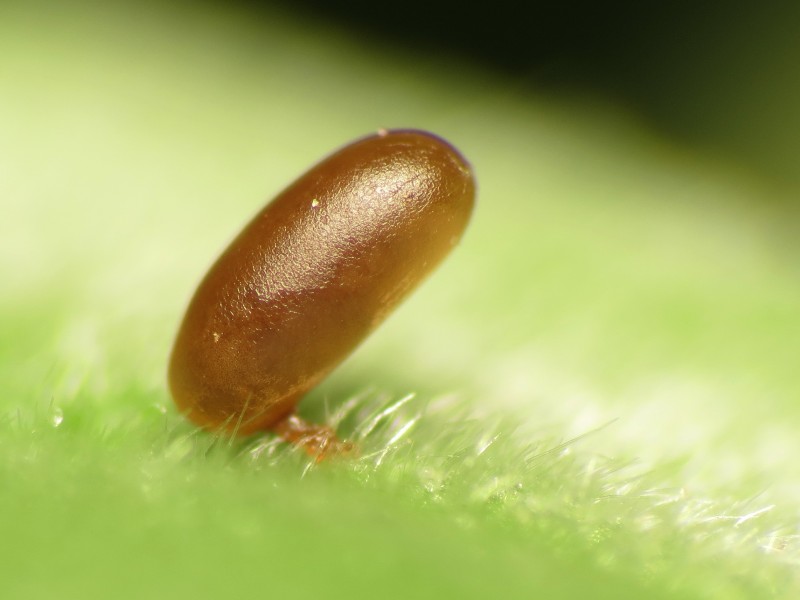 Insect Egg - Flickr - treegrow