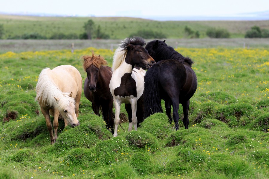 Islandic horses