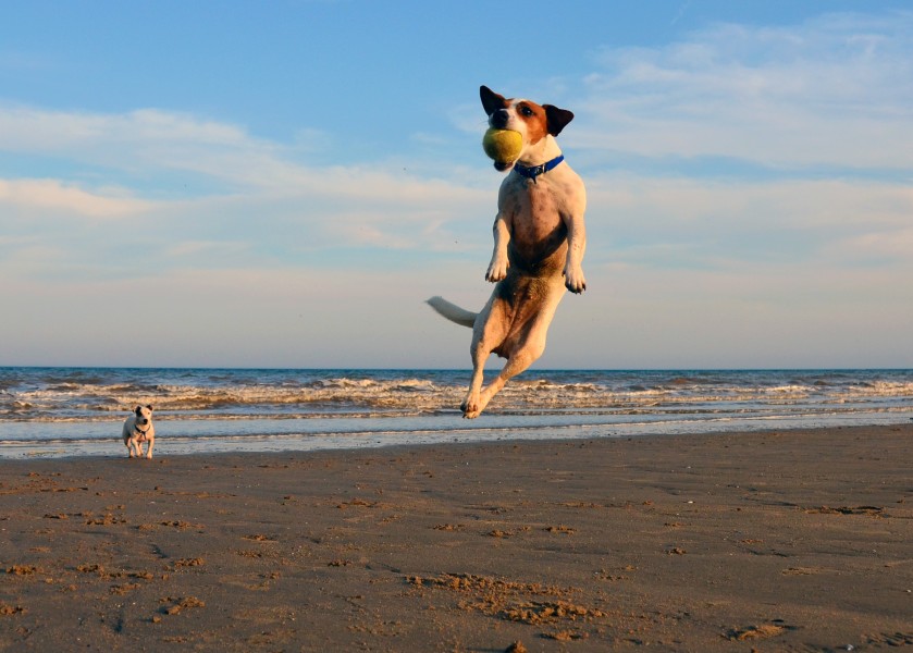 Jack Russell Terrier Lola Jumping