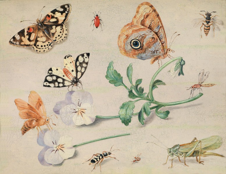 Jan van Kessel (I) Insekten