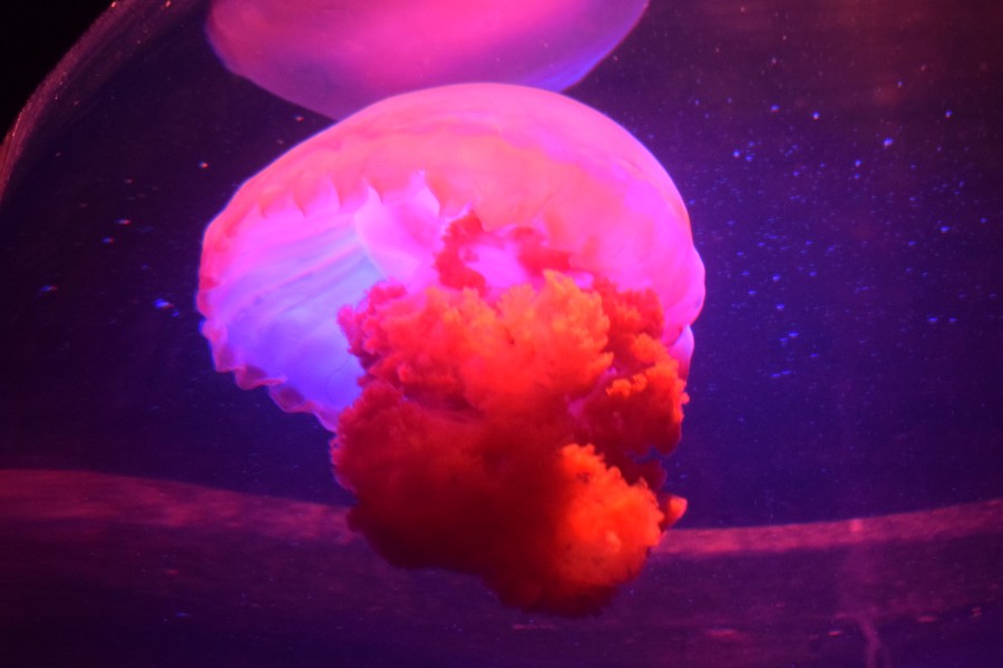 Jelly Fish Exibits in Two Oceans Aquarium DSC 3965