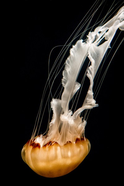 Jellyfish Streamers (16949304973)